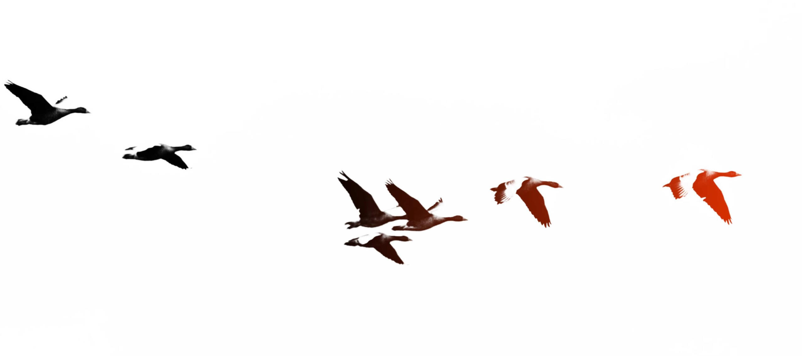 Niels Niels de Fraguier - Impact