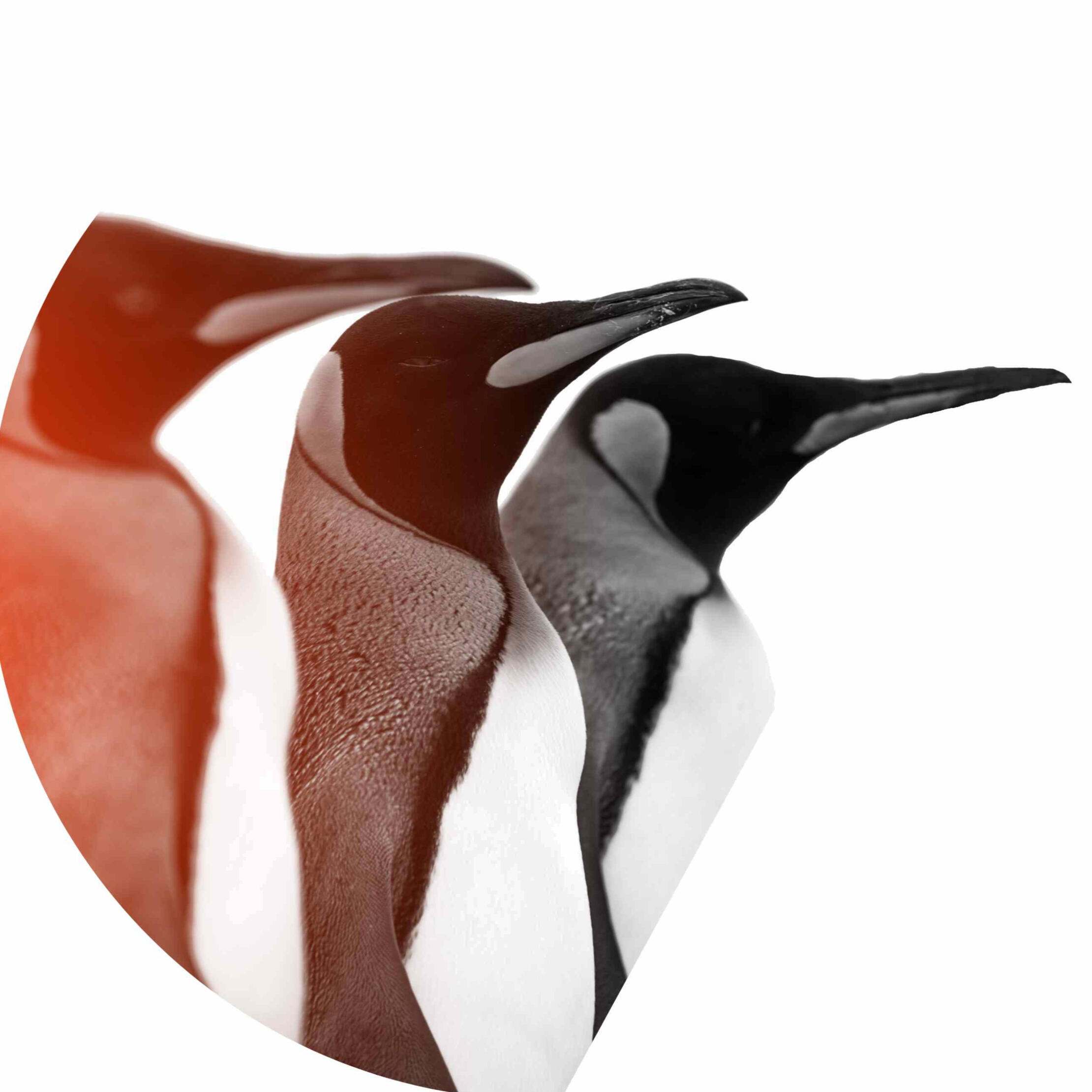 University courses and conference speaker expert regenerative